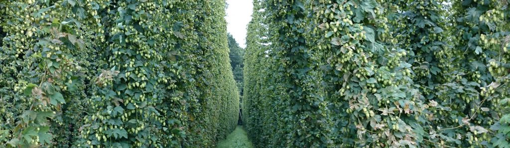 german hops beer mygermanbeer beer contract brewing in germany private label cans Reinheitsgebot