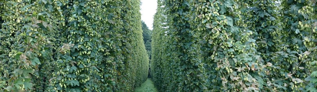 German Hops give Taste to our Beers.